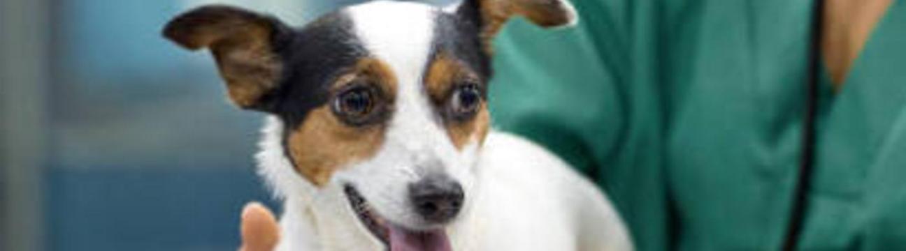 24 Hour  Singapore Vet