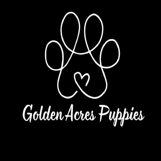 Golden Acres  Puppies